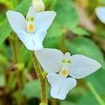 Ponthieva mandonii Flower