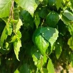 Betula pubescens Leaf