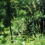 Lactuca quercina Habitatea