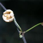 Unonopsis perrottetii Λουλούδι