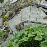 Doronicum columnae Leaf