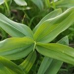Polygonatum odoratum Leaf