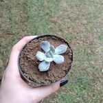 Echeveria laui Hoja