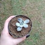 Echeveria laui ഇല