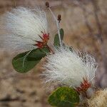 Calliandra tergemina অভ্যাস