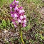 Anacamptis morio Hàbitat