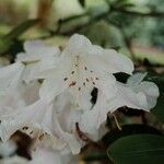 Rhododendron vernicosum Flor