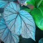 Begonia rex Leaf