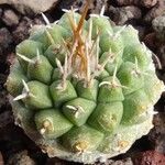 Strombocactus disciformis List