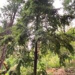 Afrocarpus falcatus موطن