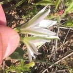 Ornithogalum baeticum फूल