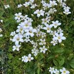 Saxifraga trifurcata Blüte