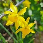 Narcissus jonquilla Blomst