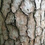 Pinus echinata Corteza