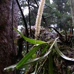 Polystachya polychaete Habit