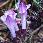 Clinopodium nepeta 花