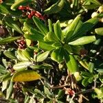 Pittosporum heterophyllumFolha