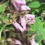 Orchis spitzelii Flower