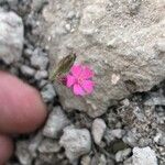 Silene muscipula Blomma