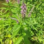 Teucrium canadense Květ