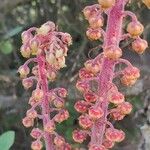 Pterospora andromedea Fruit