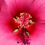 Hibiscus martianus 花
