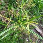 Cyperus iria Leaf