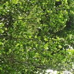 Celtis mildbraedii Habitus