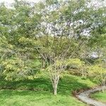 Cassia grandis 形態