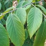 Ostrya virginiana Leaf