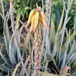 Aloe veraBlodyn