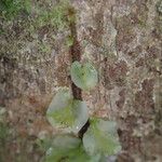 Trichomanes erosum Folha