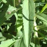 Solidago gigantea Feuille