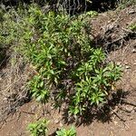 Digitalis canariensis Habit