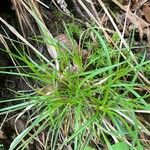 Carex pilulifera Leaf