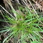 Carex pilulifera ഇല