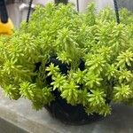 Sedum japonicumLeaf