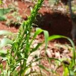 Solidago chilensis Flor