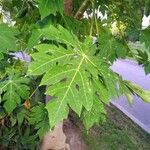 Carica papaya Blad