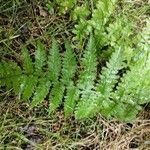 Dryopteris dilatata Liść