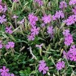 Silene schafta Flower