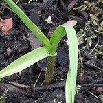 Allium sativum Leaf