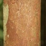 Mouriri nervosa Kabuk