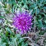 Cirsium acaule Virág