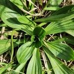 Plantago argentea葉