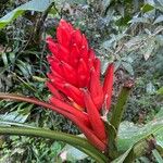 Musa coccinea Flor