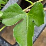 Cissus trifoliata Leaf