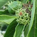 Volkameria eriophylla Fruit