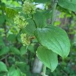 Smilax tamnoides Blatt