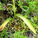 Dactylorhiza maculata Blatt